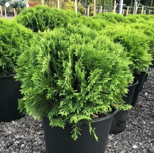 Globe Cedar 'Danica' (Thuja occidentalis) - 30cm