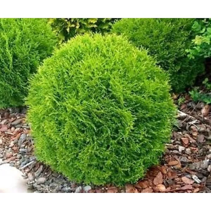 Globe Cedar 'Danica' (Thuja occidentalis) - 30cm