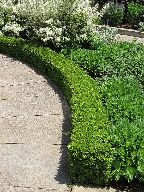 Green Velvet Boxwood (Buxus 'Green Velvet') - 3 Gallon Potted Shrub